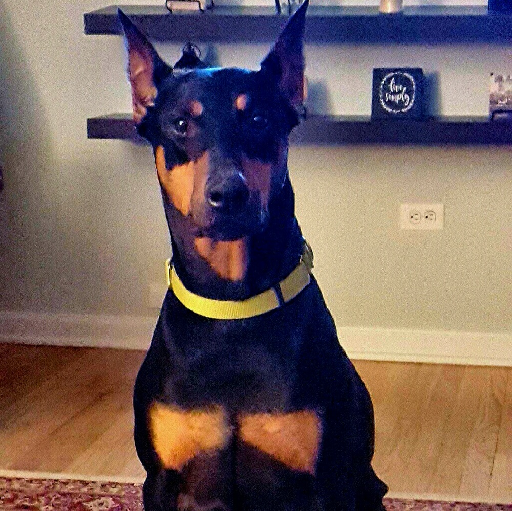 Meet your Posher, Anne